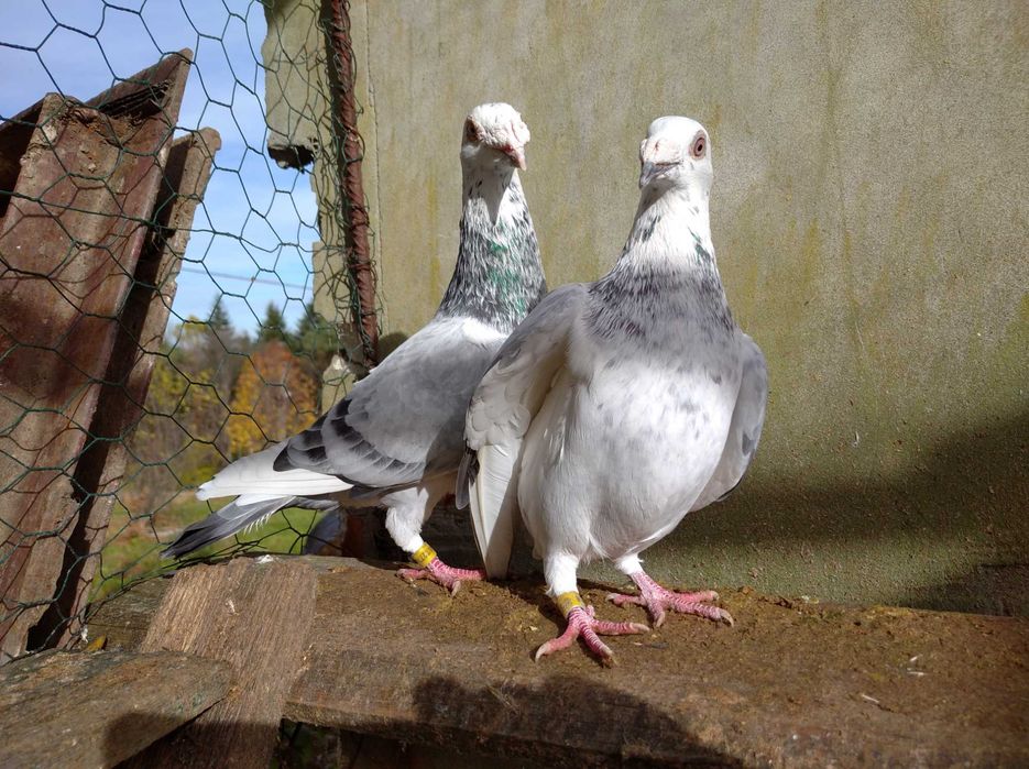 Gołębie staropolskie