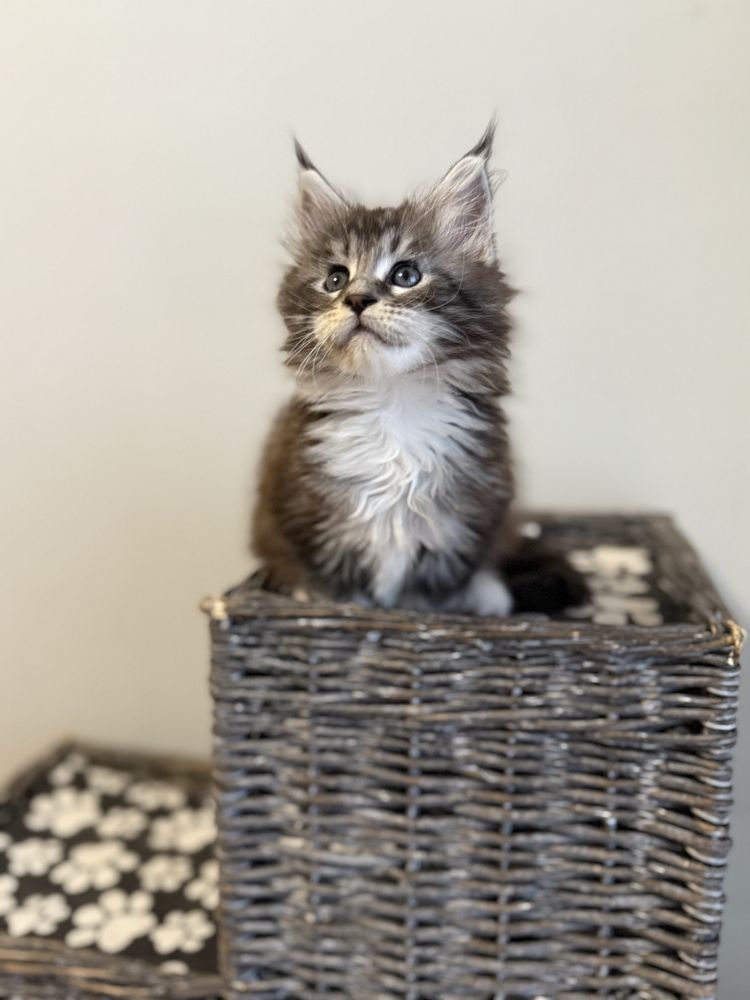 Gatinha Maine Coon com LOP