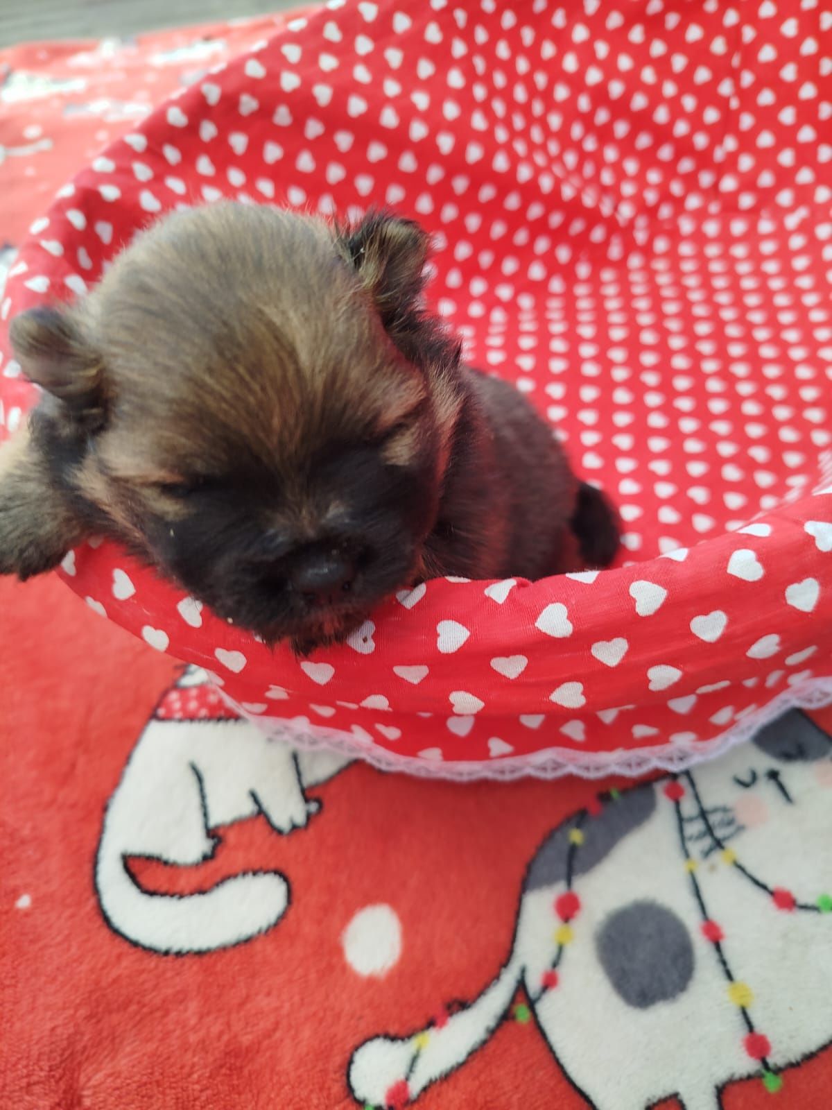 Szpic miniaturowy pomeranian miś
