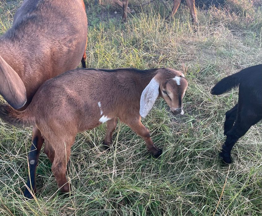 Козел англо нубійський