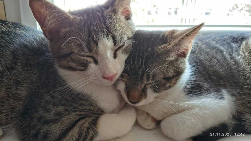 kocurek i kotka proszą o dom