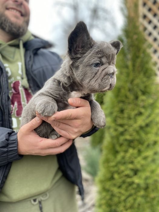 Флаффи французский бульдог мальчик