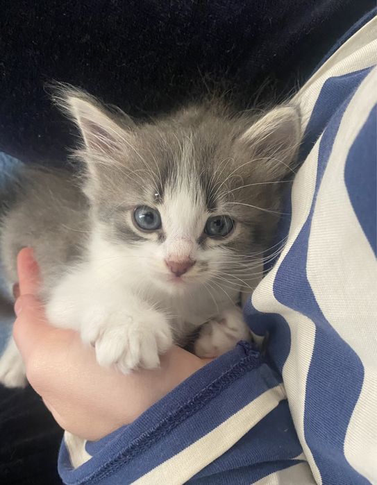 Котята, котики, коты