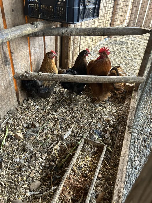 Trio de pekins..