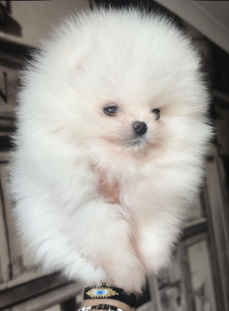 Mini xs chlopiec bialy szpic miniaturowy pomeranian
