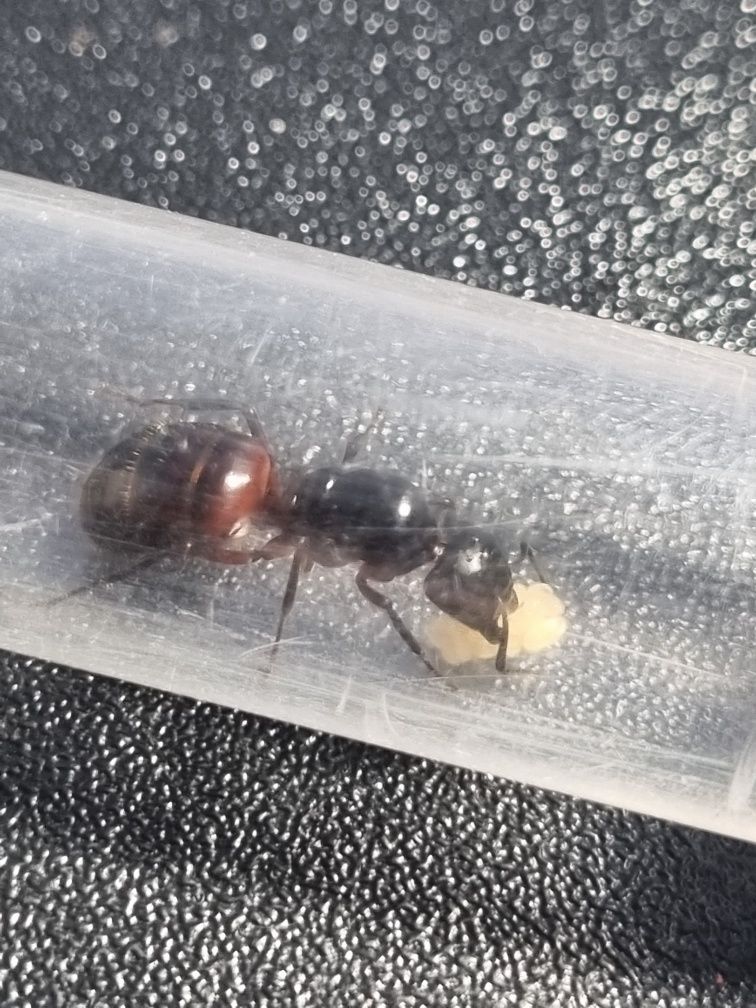 Camponotus ligniperda