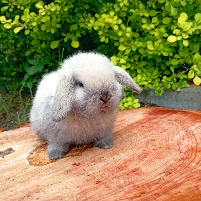 Króliczek,baranek ,Mini Lop