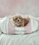 Cudowny chłopiec maltipoo