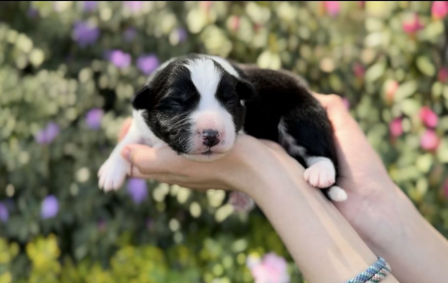 Border collie piesek czarno-biały