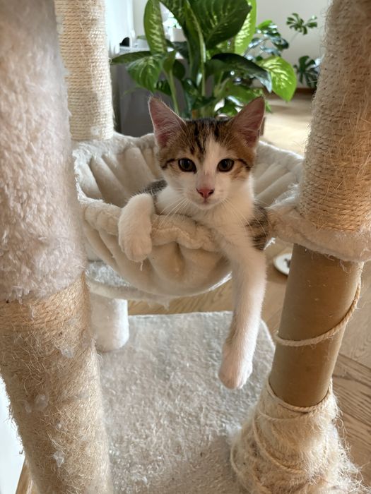 Oddam 3 miesięcznego kotka