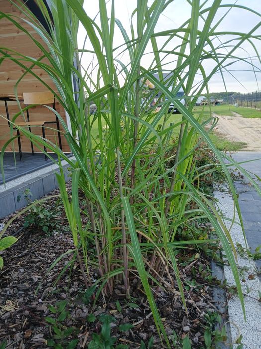 Producent trawy ozdobne miskant prosso