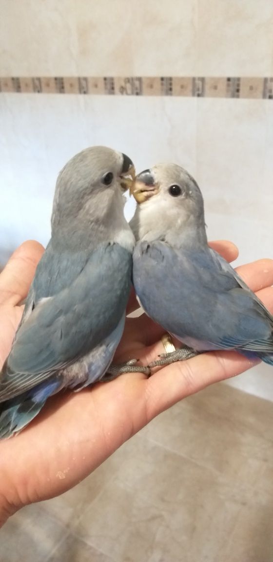 Agapórnis Roseicollis Domesticados