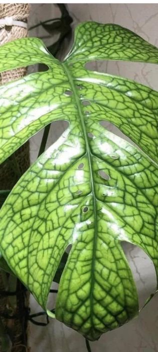 Monstera spiderman nie thai