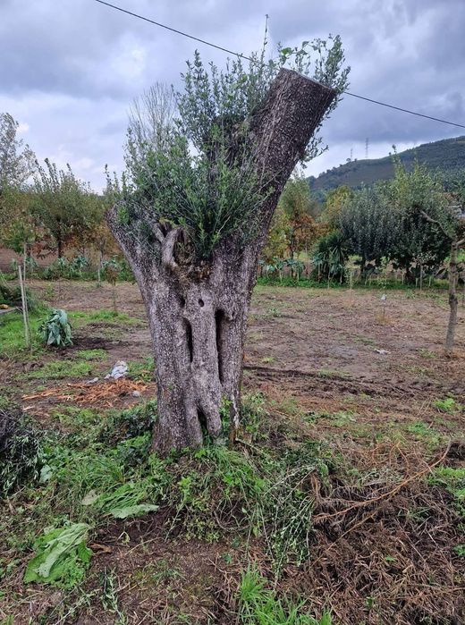 Oliveiras adultas