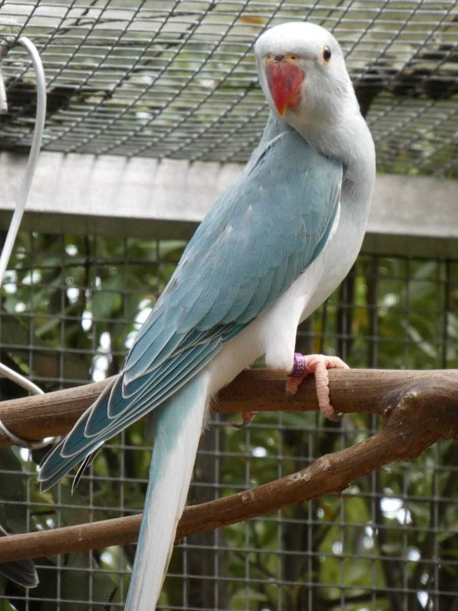 Александрийский попугай - самый замечательные попугаи