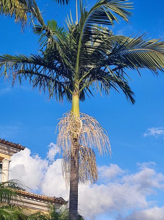 Palmeira Real Australiana