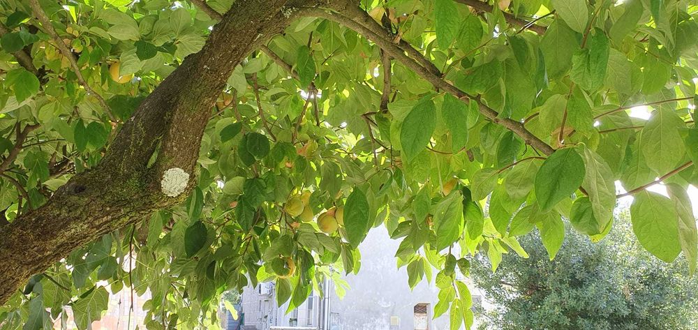 Venha colher dióspiros, zona de Fafe e Felgueiras