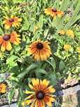 Rudbekia sadzonki 11 szt