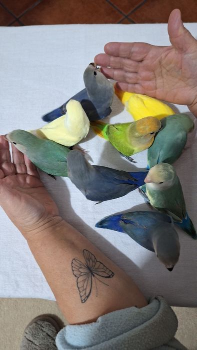 Agapornis Domesticados