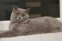 Kocur brytyjski do adopcji