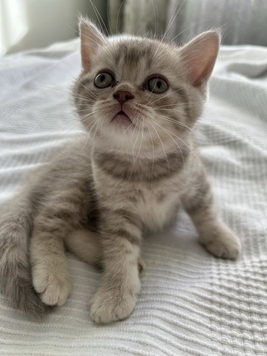 Хлопчик Шотландське прямовухе кошеня
