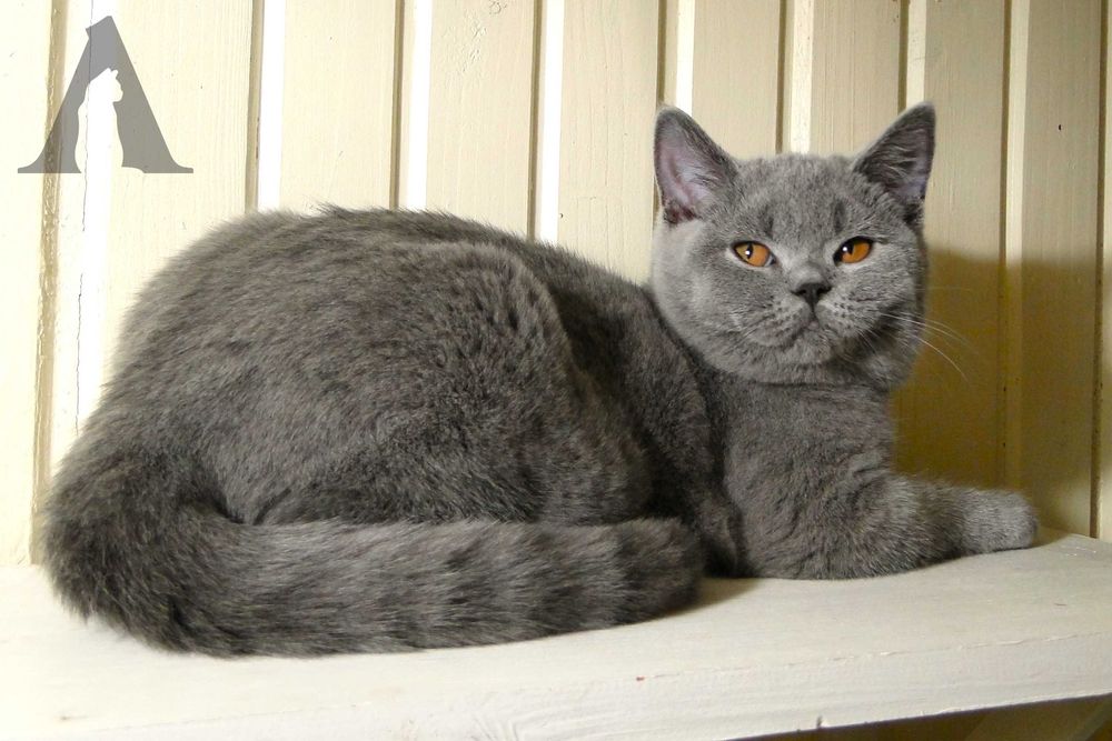 Koty brytyjskie krótkowłose / kocurek niebieski / FPL / Akneri*PL