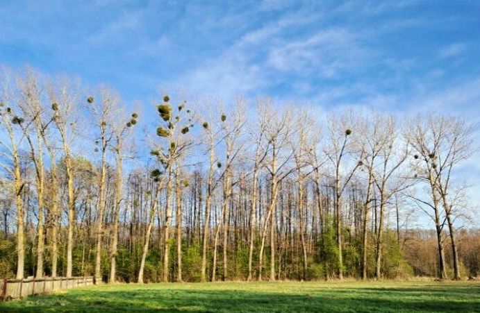 TOPOLA, DRZEWO, DREWNO na pniu - 20 DUŻYCH sztuk, zdrowe, proste