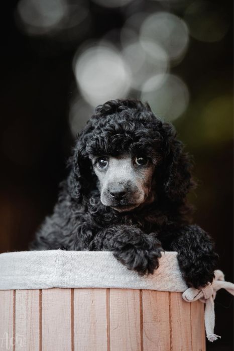 Piesek pudel TOY /mini