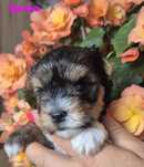 Do Rezerwacji Yorkshire terrier biewer Spinka