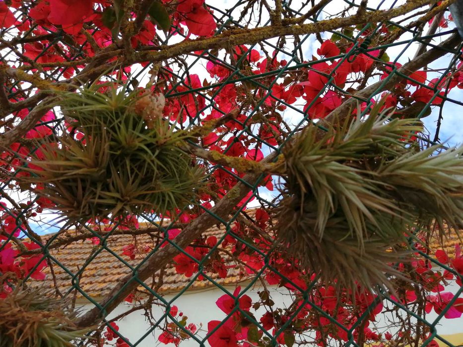 Planta aérea, não necessita de substrato