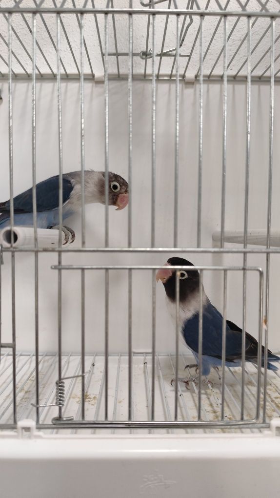Agapornis Personatus