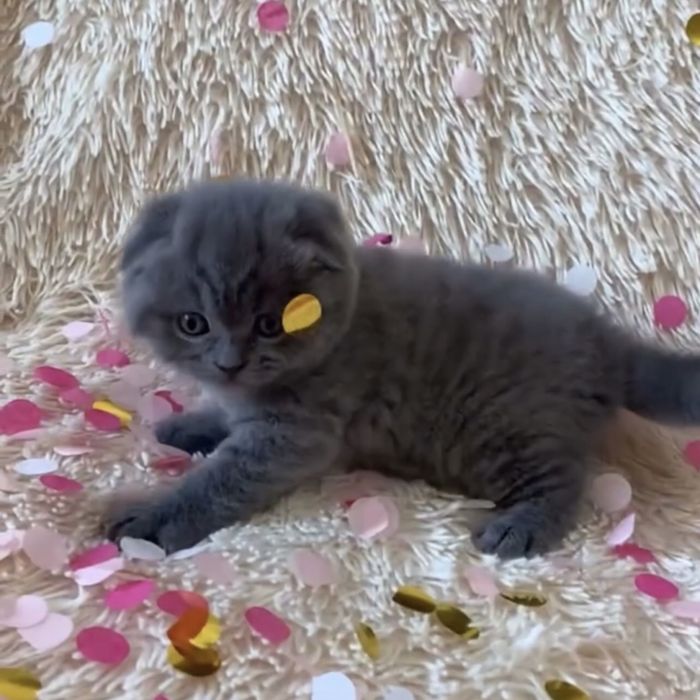 Висловушки насиченого синього забарвлення