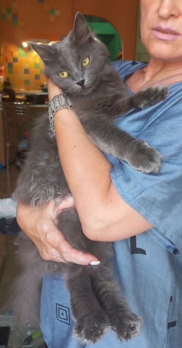 Отдам даром в добрые руки серую пушистую кошечку породы Нибелунг