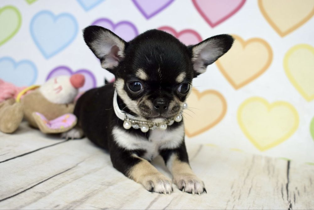 Chihuahua prześliczny Czesiu