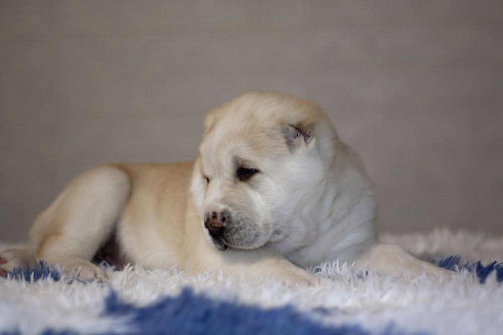 Чудесная малышка САО Алабай