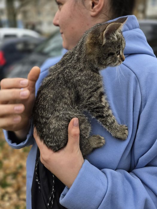Кошеня в добрі ручки!