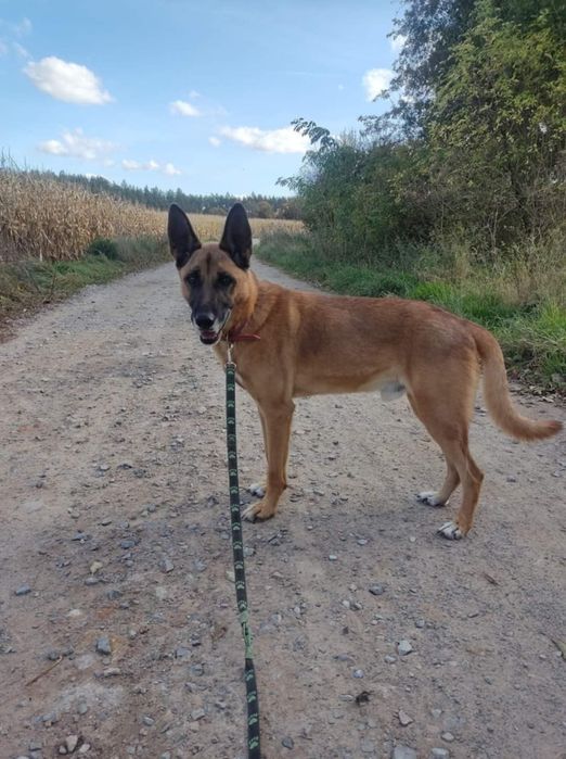 Mądry piesek do wychowania szuka odpowiedniego domu
