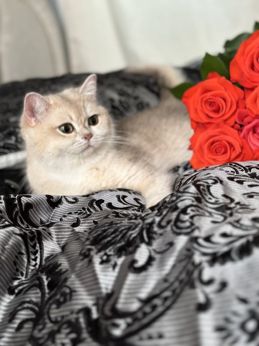 Кішечка кошеня британська золота шиншила NY12 AY12 котенок