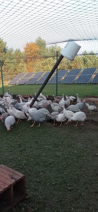 Perliczki , perliczka, perliki