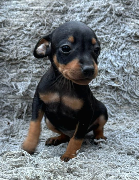 Pinscher miniatura  preto afogueado