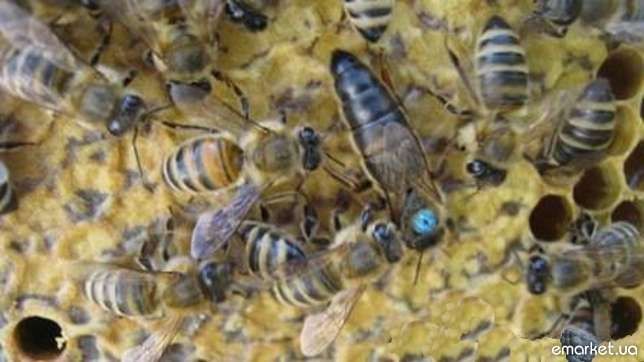 Матки. Карника. Пчеломатки. Бджоломатки.