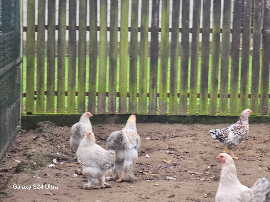 Brahma olbrzymia isabell