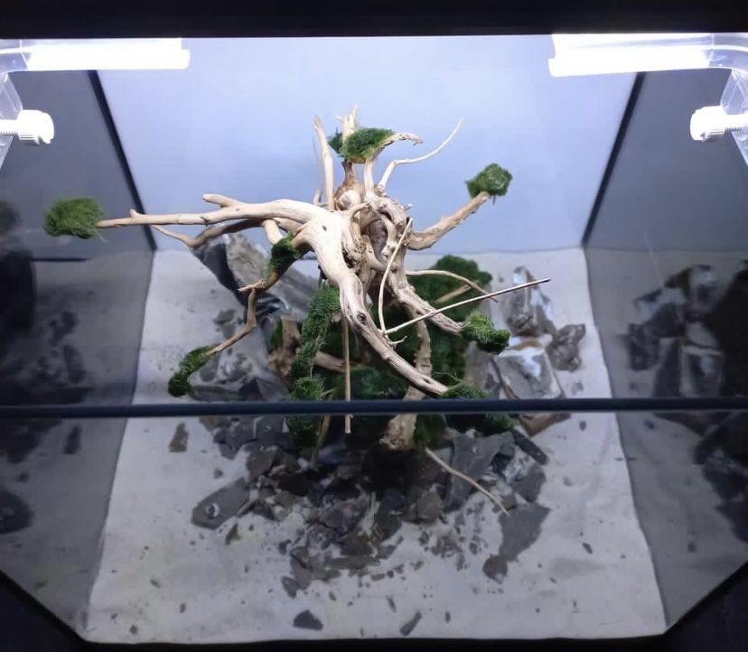 Drzewko Bonsai kompozycja