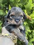 Pomeranian Szpic Miniaturowy