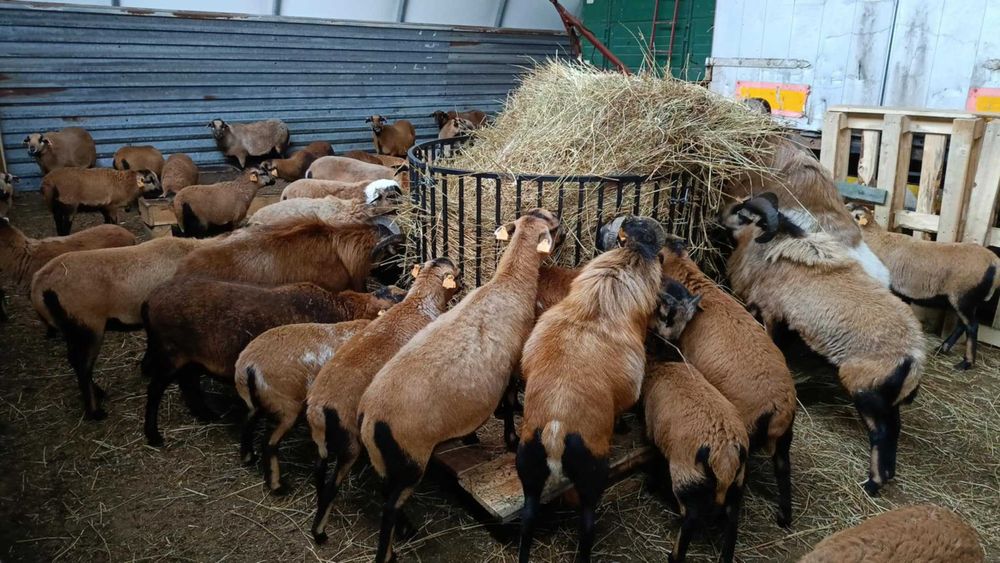 Barany Baranki Owce Kameruńskie