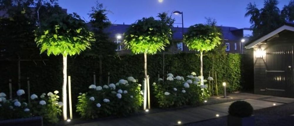 Sadzonki katalpy katalpa catalpa surmia Wyprzedaż jesienna 50% promocj