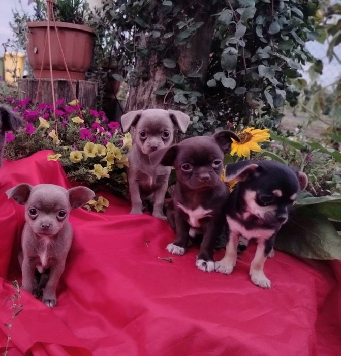 Śliczne -szczenię Chihuahua
