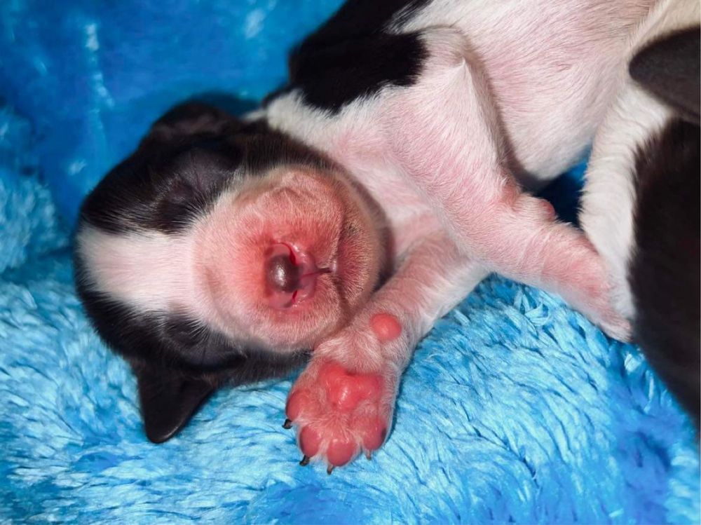 szczeniak piesek rasy springer spaniel angielski