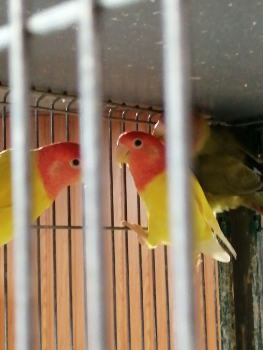 Vendo Rosicollis