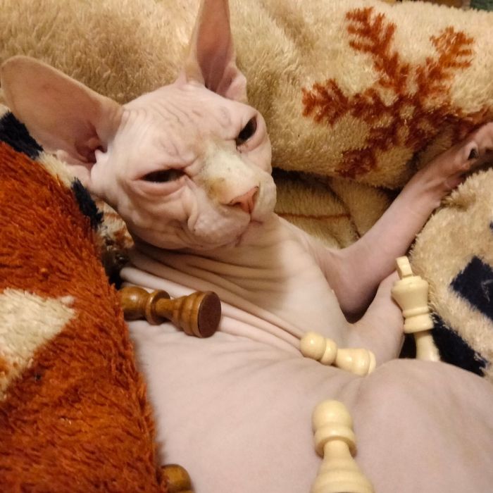 Канадський сфінкс- ідеальний домашній улюбленець